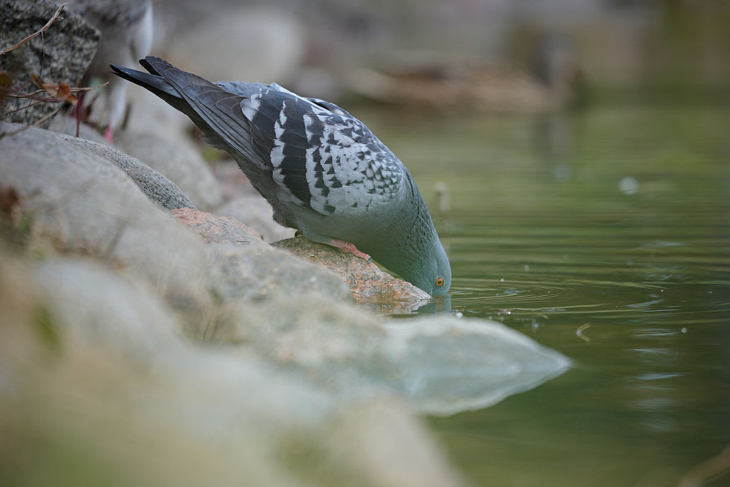 【写真】水を飲むハト。鳥類は水効率が良い