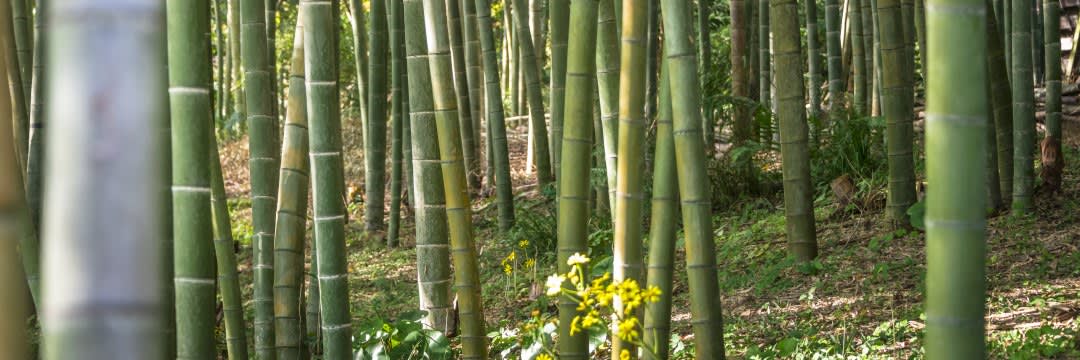 120年に1度しか咲かない「竹の花」は不吉な前兆？ 日本に残る弥勒信仰（学術文庫＆選書メチエ編集部） - 2ページ目 | 学術文庫＆選書メチエ ...