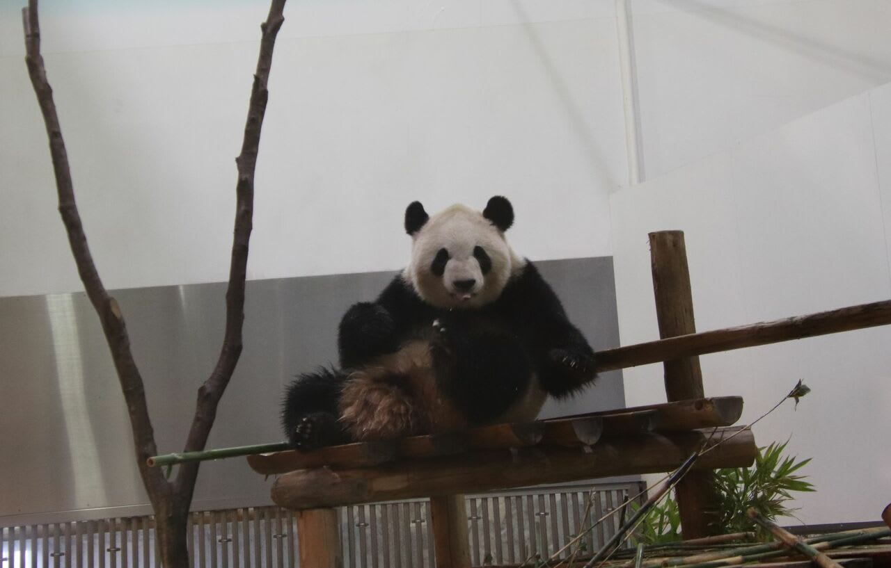 わずか75gの超々未熟児から「社長」に昇格したパンダって？（神戸万知