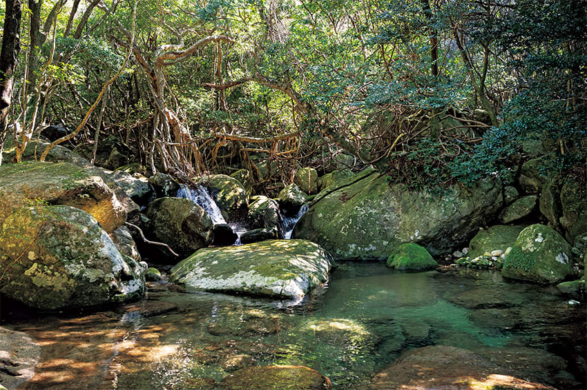 THE NORTH FACE 屋久島」もオープン！何度でも訪れたい世界遺産の森