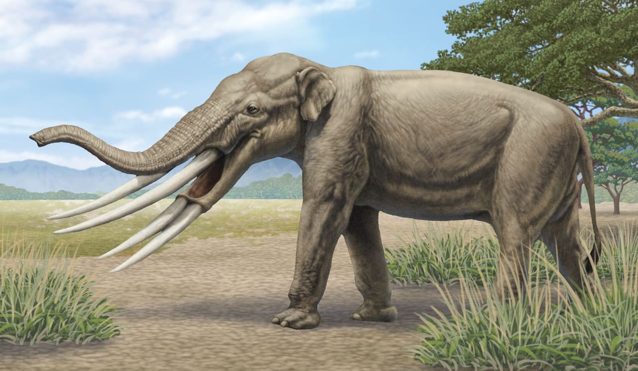 【★希少】プラティベロドンの歯の化石　象の祖先 platyhone07.jpg