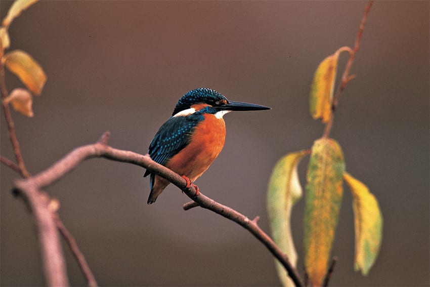 ◇サントリー◇白州蒸溜所◇天然水の森◇アンクルトリス◇爪楊枝入れ◇