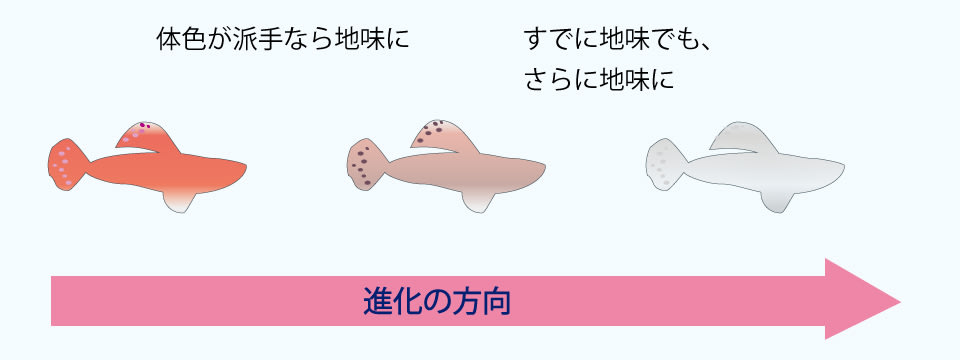 進化の速度を決定するものとは何か？進化を目撃することはできるのか？グッピーの体色はたった2年で進化したという事実！（更科 功） - 3ページ目 ...