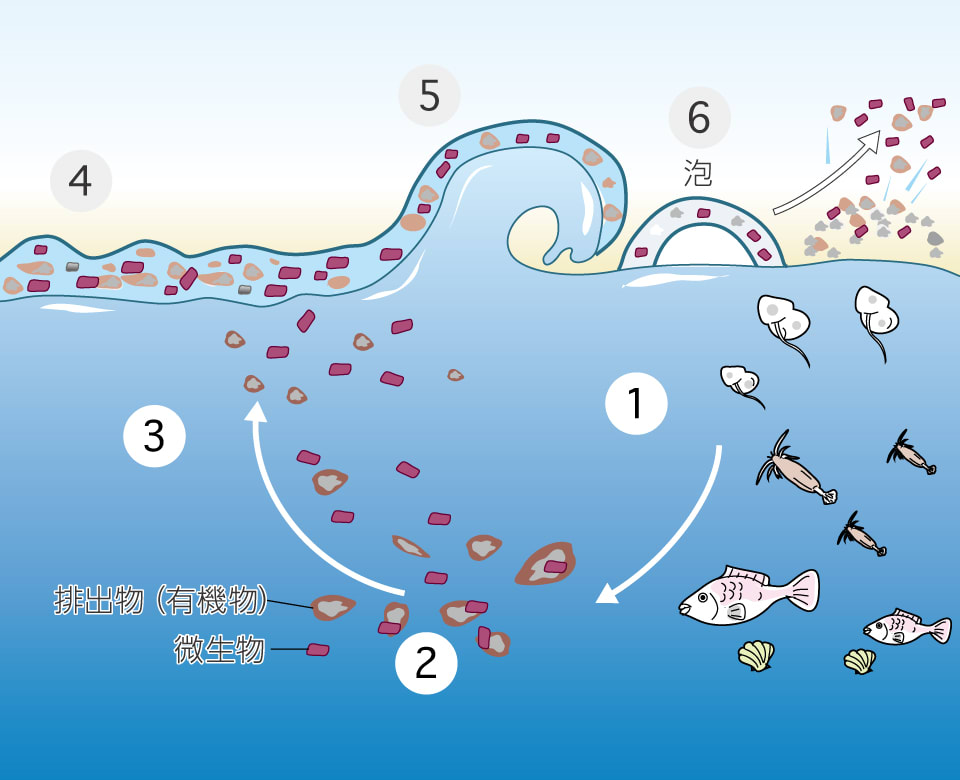 夜の光景を知っていたら信じ難い。赤潮の、まさかの正体…じつは、海洋
