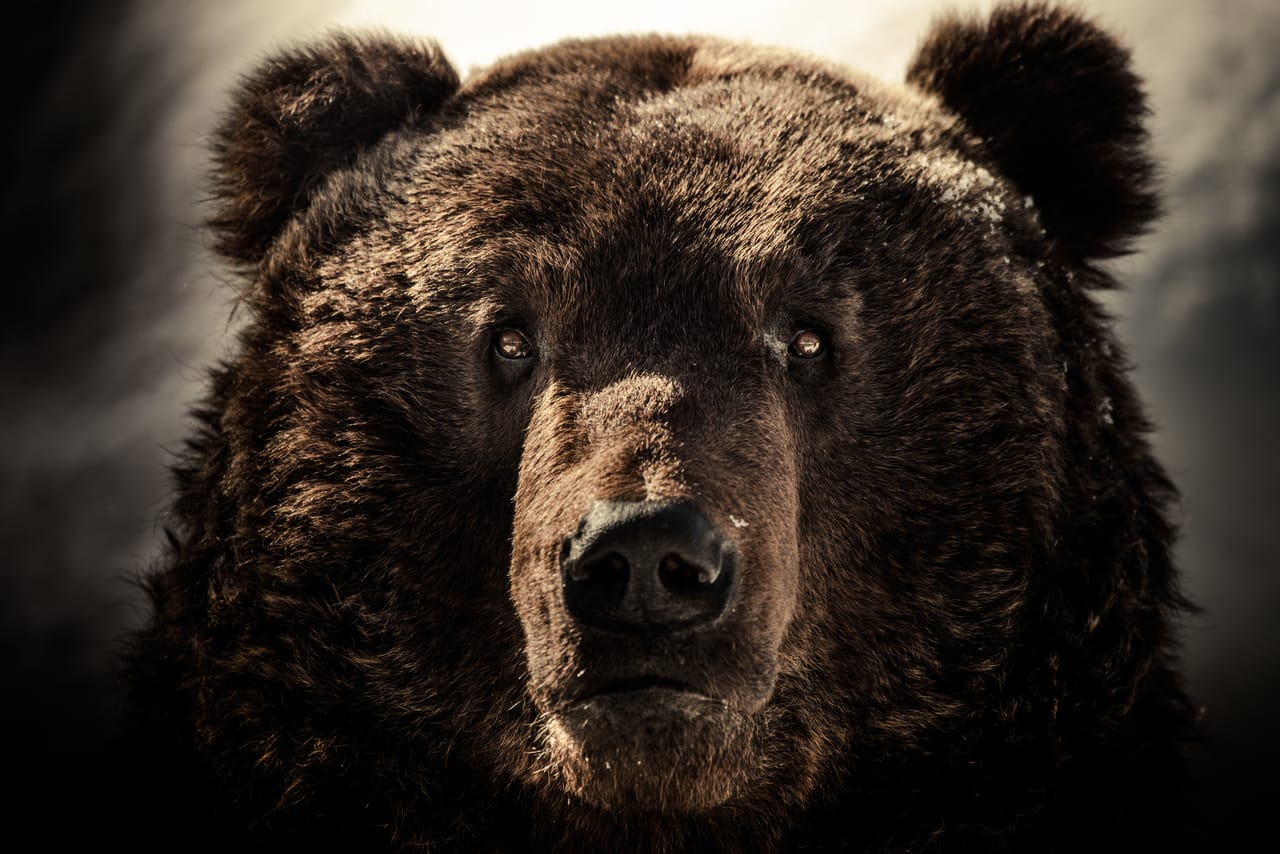 ヒグマとツキノワグマの悪魔合体が起きている」…！いま秋田の猟師たち