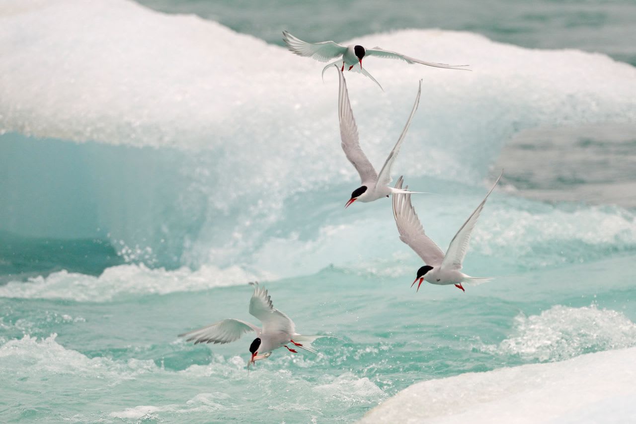 【写真】キョクアジサシ
