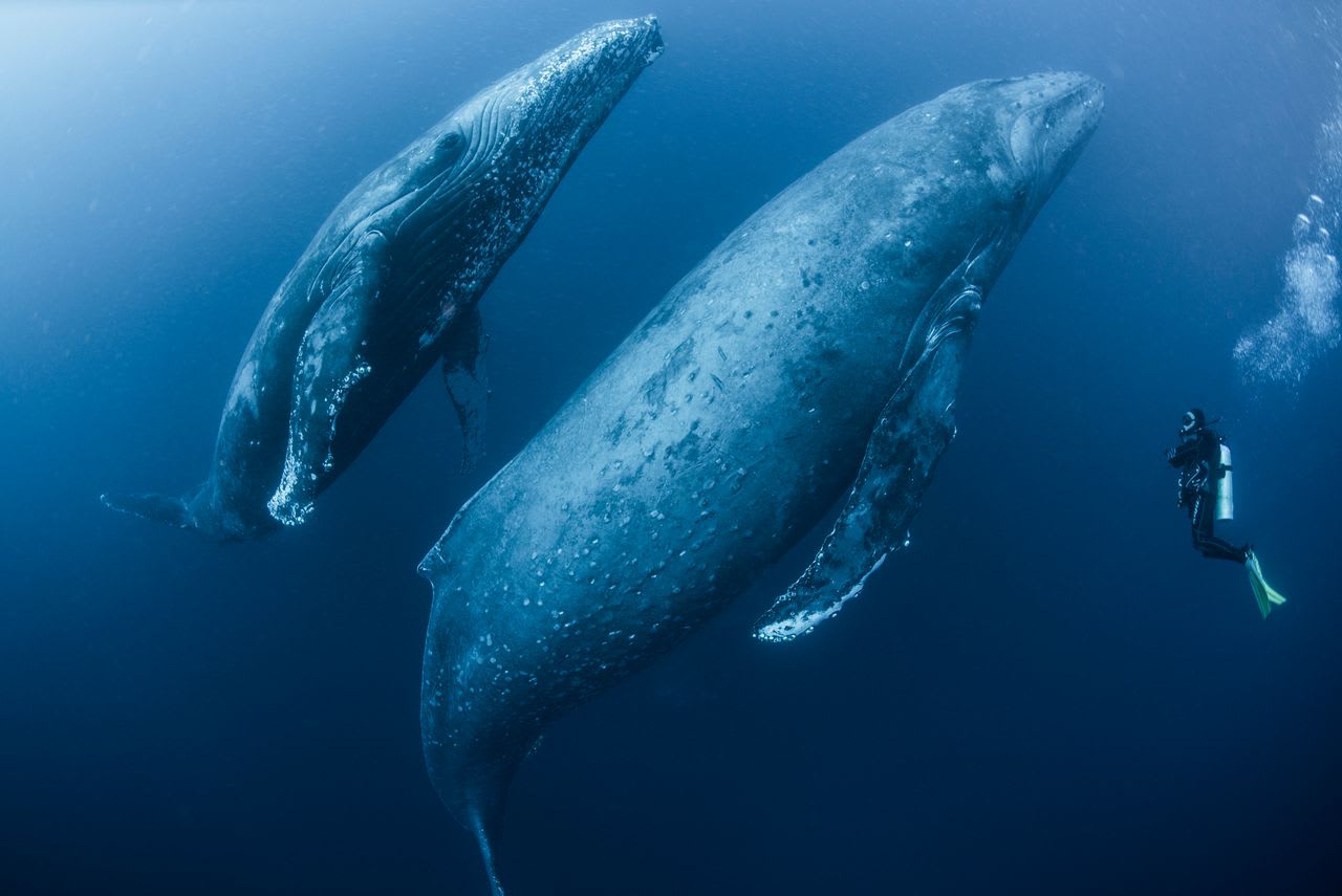 【写真】クジラの親仔。クジラは私たちと同じ哺乳類と考えられるようになった
