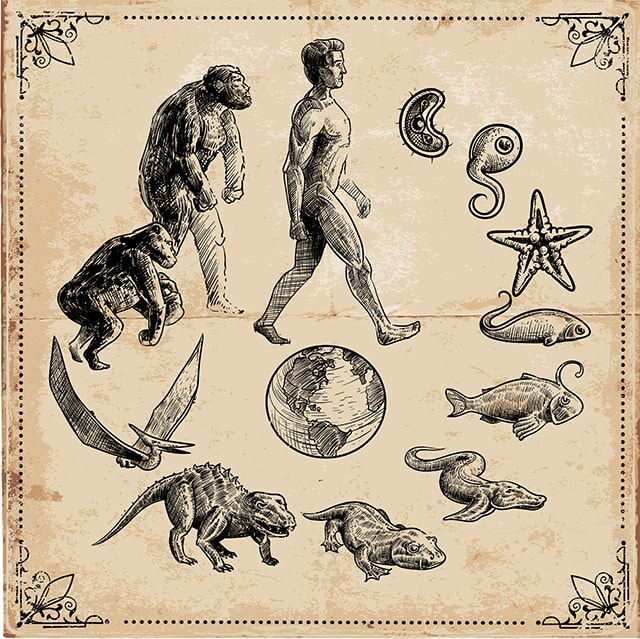 進化発生学 : ボディプランと動物の起源 進化発生学 / ホール，ブライアン・K．【著】〈Hall