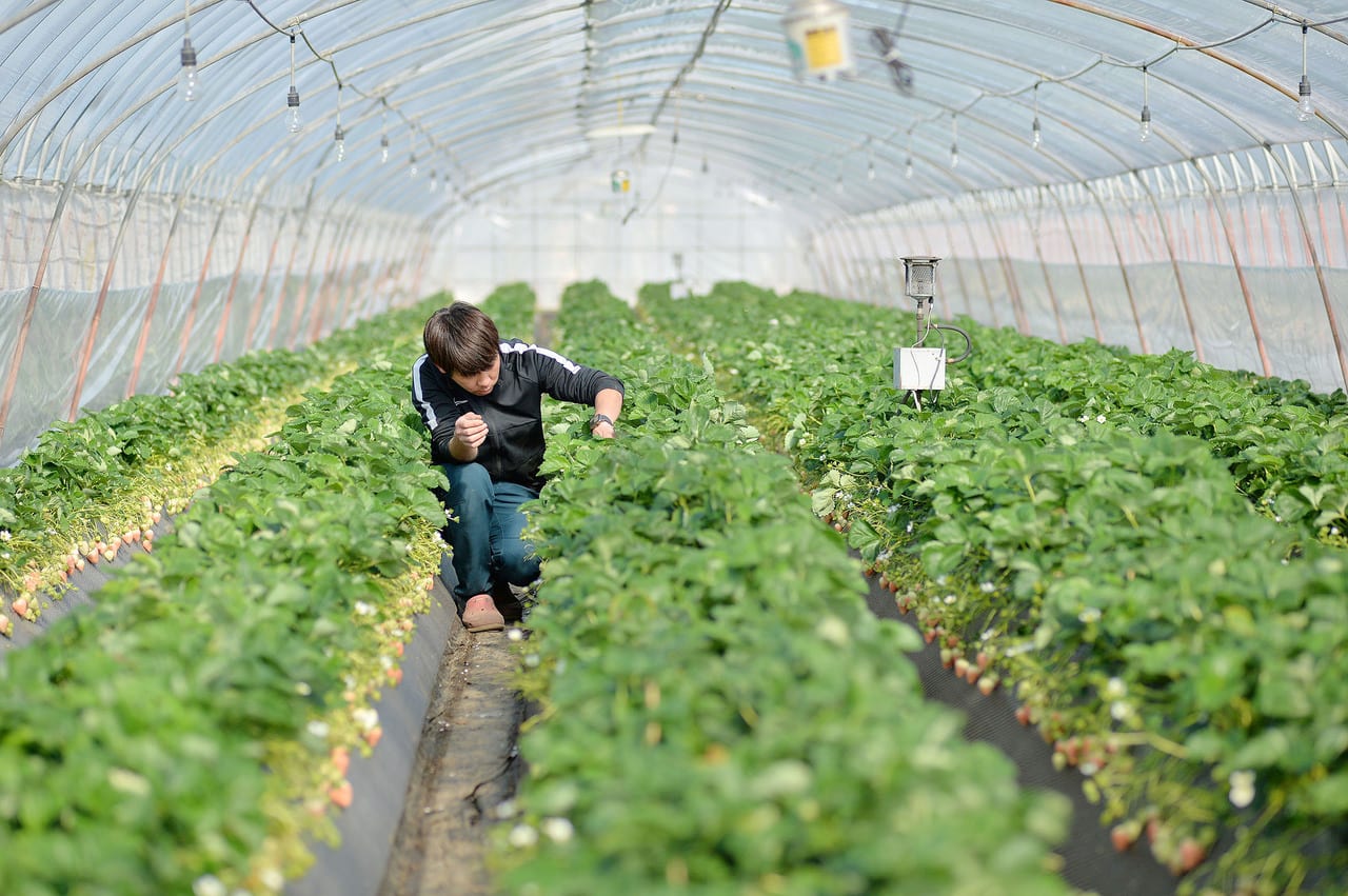 地元に帰って農家を継いだ“三代目兄弟”、彼らを支えてきた「軽トラック