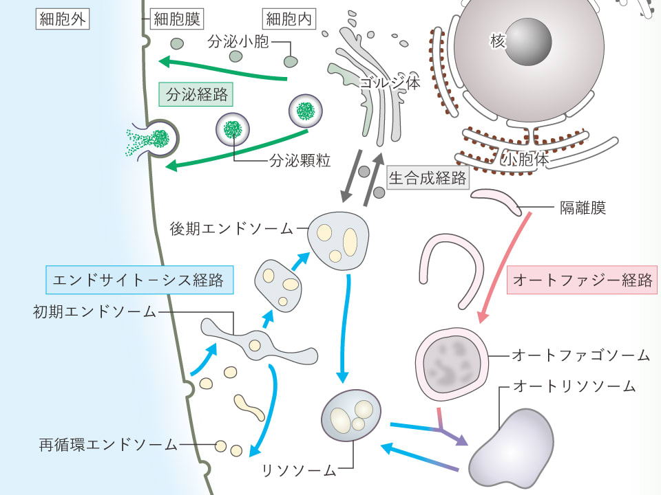 やっかいな尿酸結晶。細胞の中にまで入り込んだものは、どう処理してる