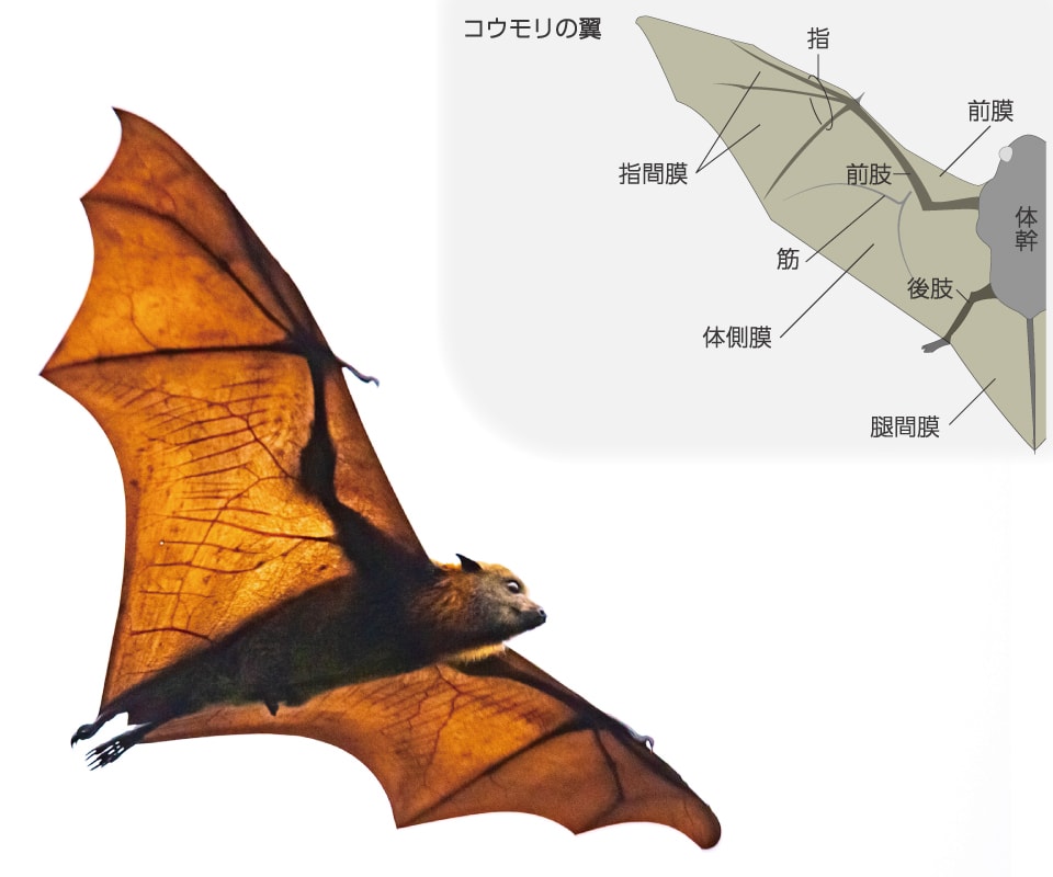 【図・写真】コウモリの翼