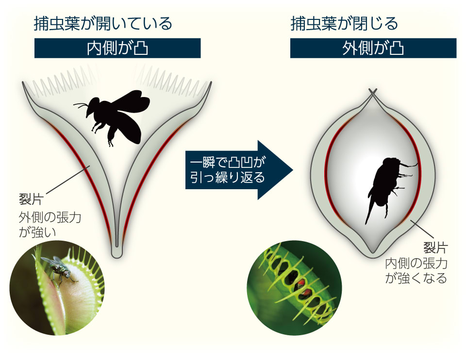 【図】ハエトリグサの捕虫葉の動き