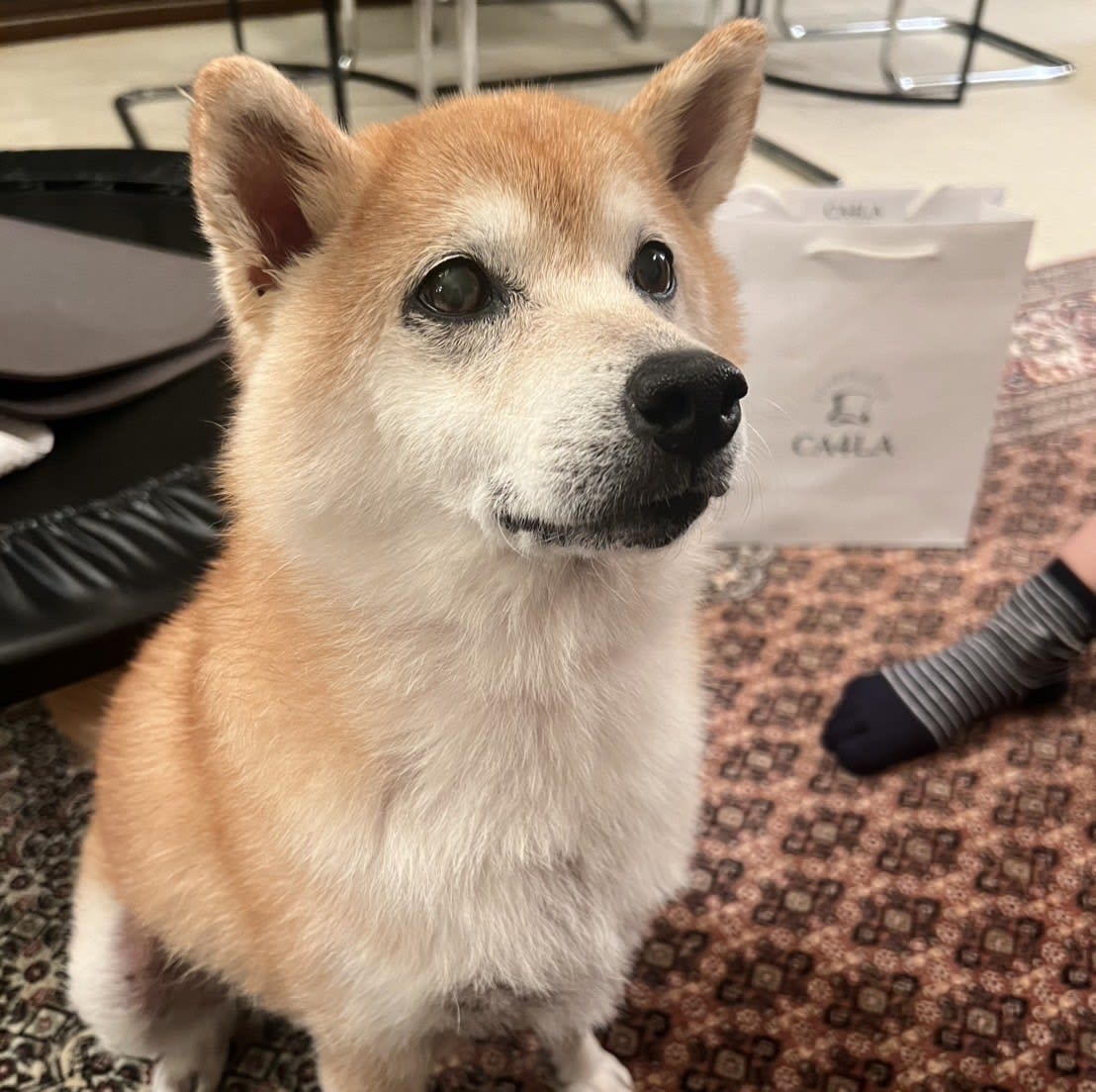 ひどい皮膚炎で捨てられ、衰弱した柴犬。回復するまで献身した保護主が「別れを決めた」理由（坂上 知枝,長谷川 あや） - 3ページ目 | FRaU