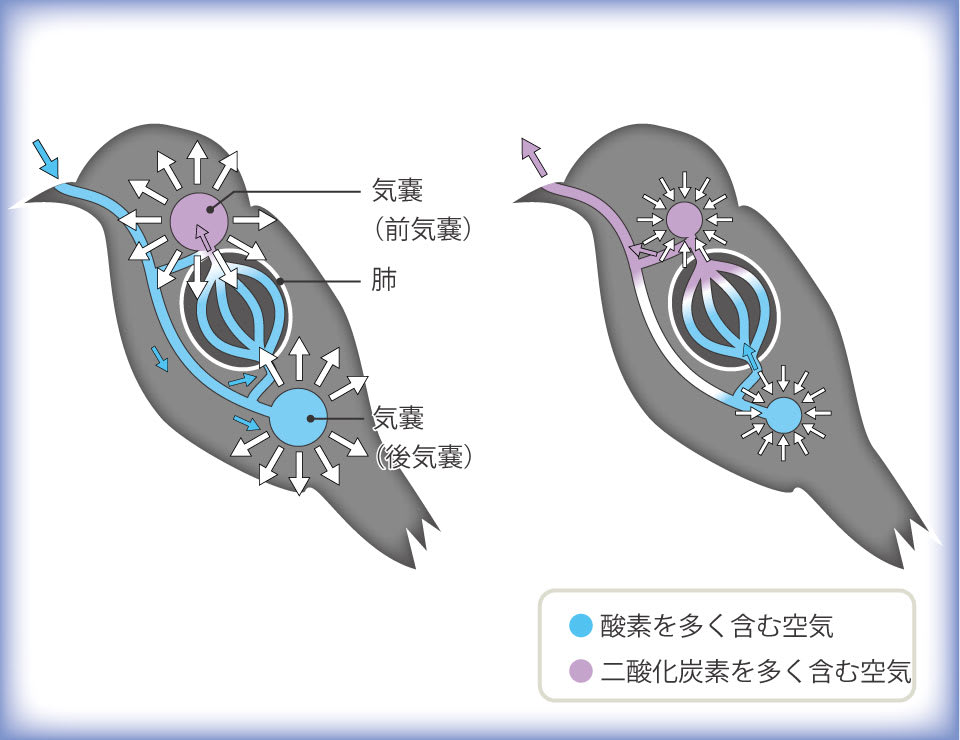 【図】鳥の呼吸