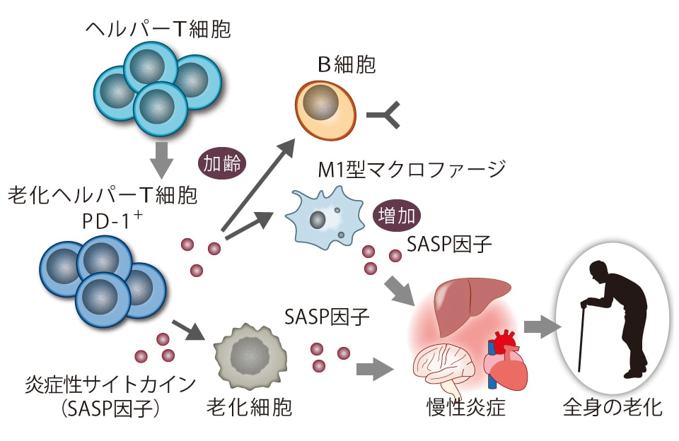 皮膚の抗老化最前線 前編】老化のメカニズムと顔貌変化について知る〜皮膚・皮下脂肪