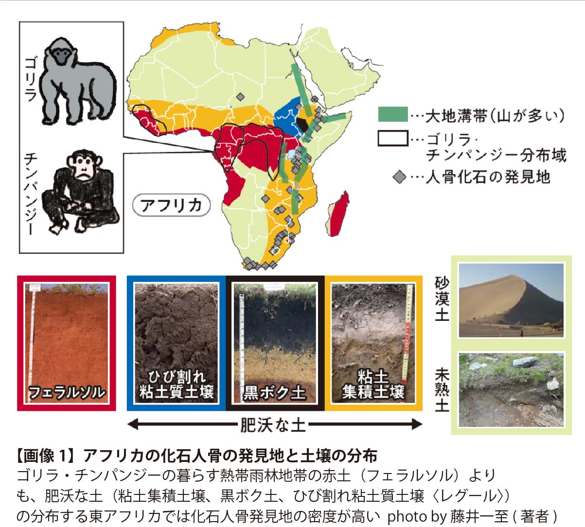 ヒト」が「直立」し「腰痛」と「雑食」を手に入れた「本当の理由」！（藤井 一至） - 2ページ目 | ブルーバックス | 講談社