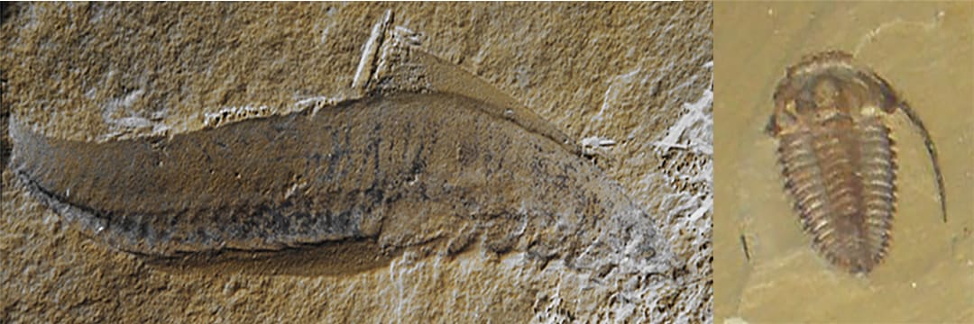 進化発生学 ボディプランと動物の起源 進化発生学 : ボディプランと動物の起源(ブライアン・K.ホール