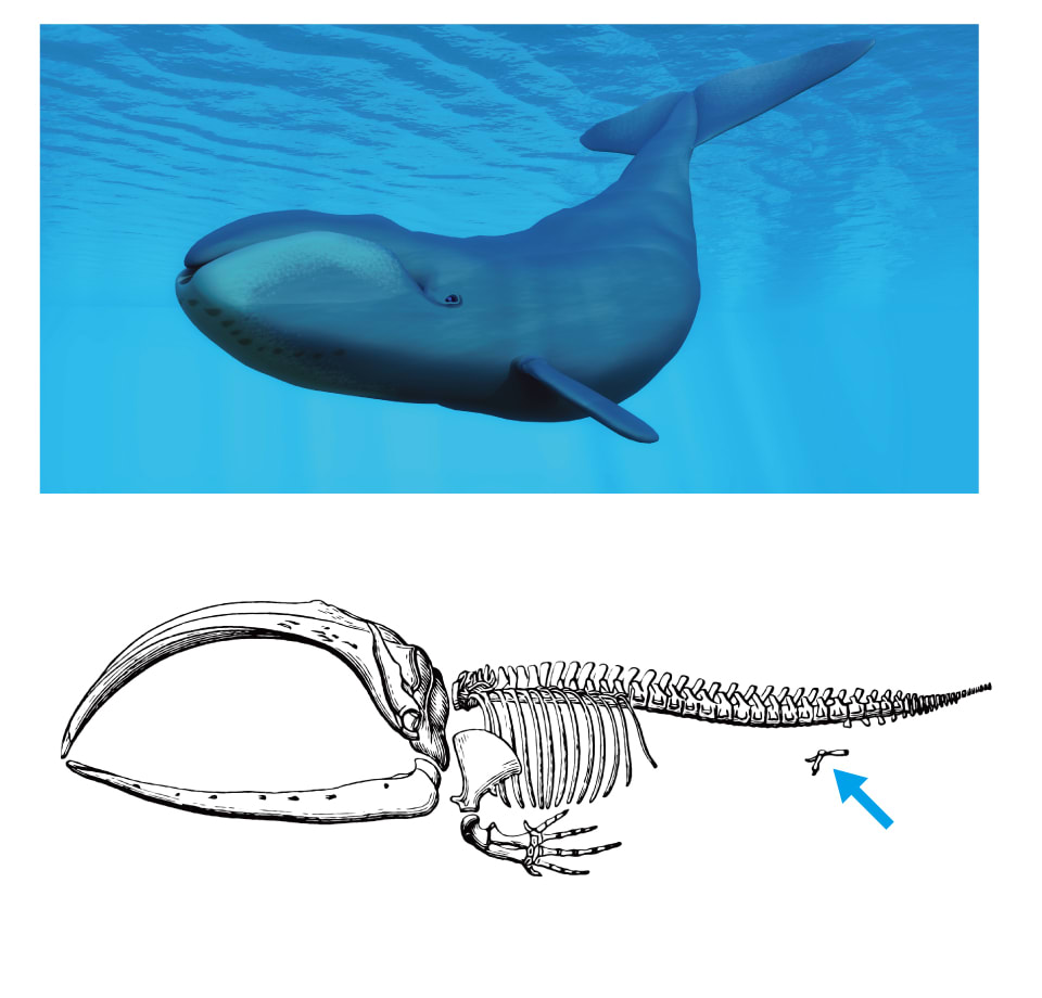 【イラスト・骨格標本図】ホッキョクジラと、その骨格