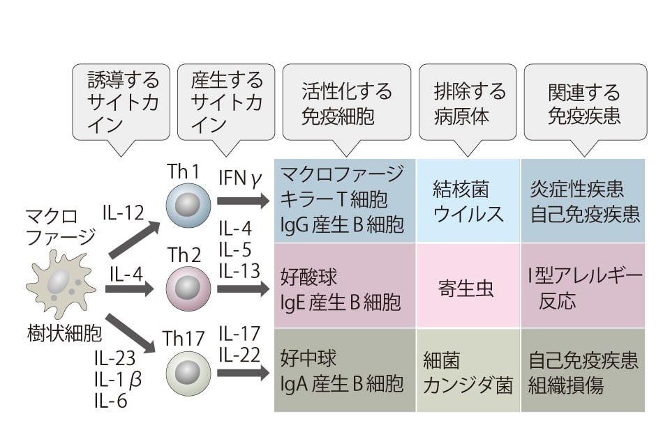 サイトカイン】見えない免疫物質「驚愕の実力」（吉村 昭彦