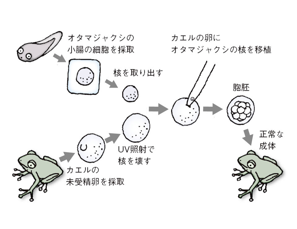 じつは、体の細胞から、生命を作ることできる…iPS細胞に結実する