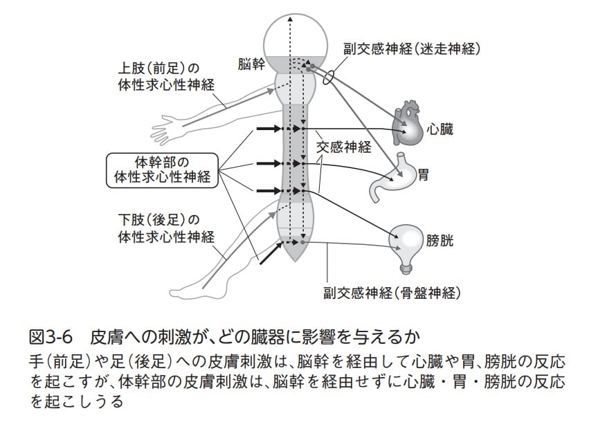 体性―自律神経反射の生理学 体性-自律神経反射の生理学-物理療法,鍼灸,手技療法の理論 | A