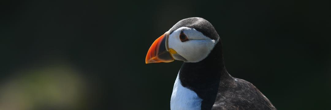 rqambjifnhyzh91xutg9b117