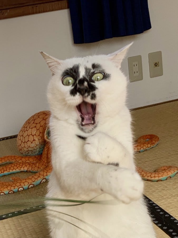 熱海の極超縁起猫!? おめでたい「猫に蛸」の写真に登場するのは