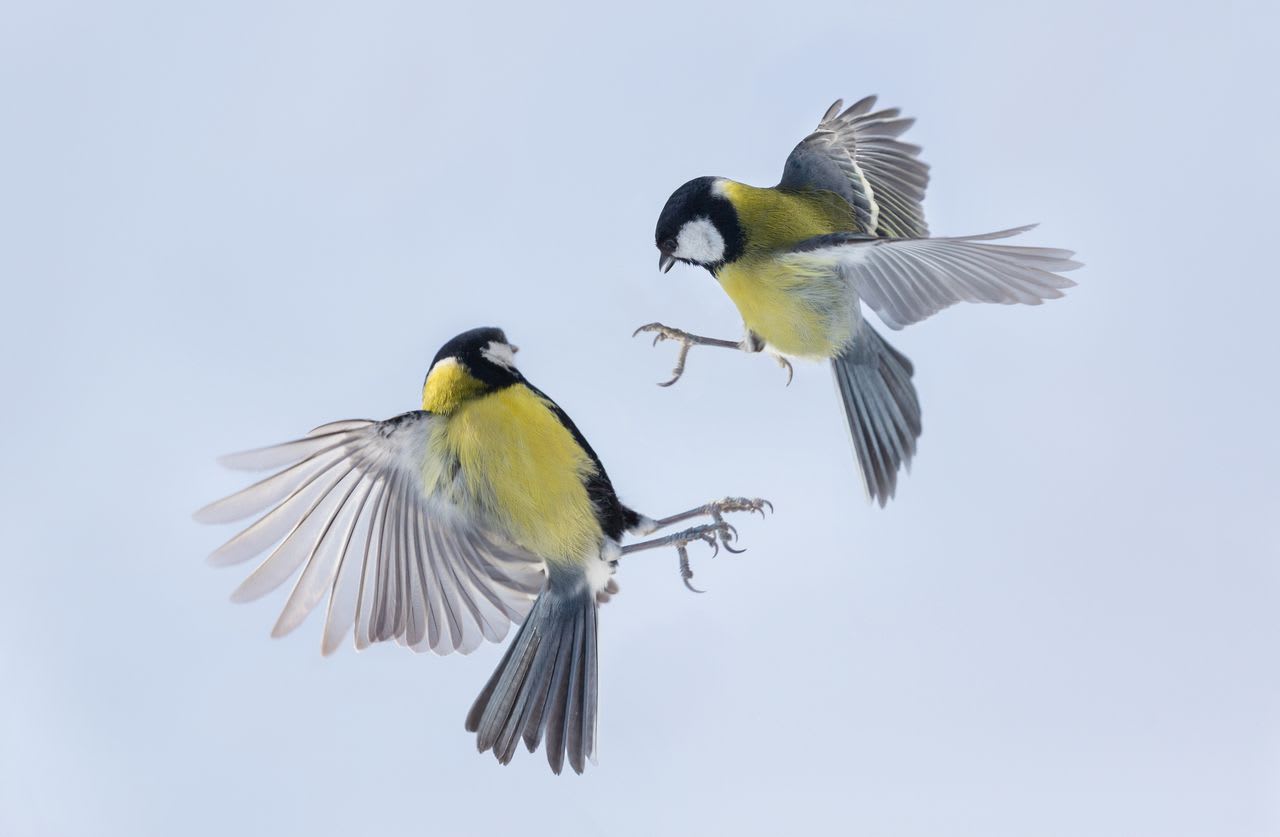 【写真】シジュウカラ同士でも、禁を破れば争いになってしまう