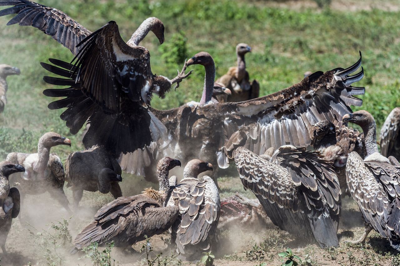 【写真】餌となる死肉に集まるハゲタカ