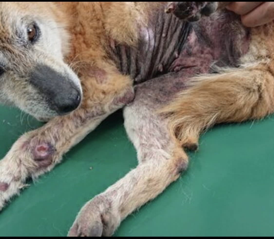 ひどい皮膚炎で捨てられ、衰弱した柴犬。回復するまで献身した保護主が「別れを決めた」理由（坂上 知枝,長谷川 あや） - 3ページ目 | FRaU