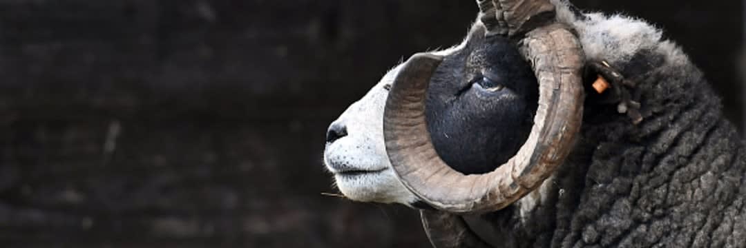 超ド迫力…！「凄いツノ」をもった動物たちが異世界すぎる…（現代