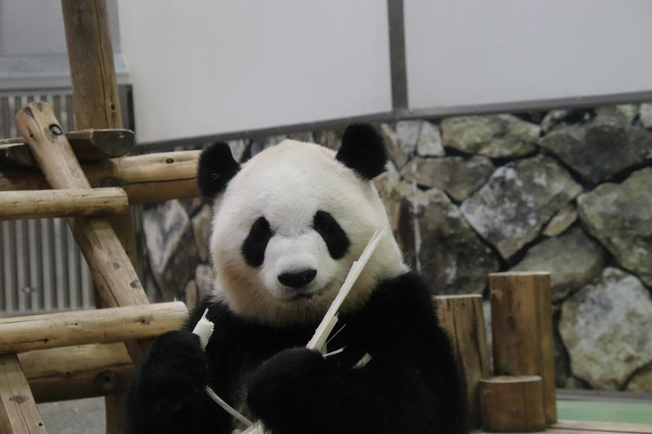 わずか75gの超々未熟児から「社長」に昇格したパンダって？（神戸万知