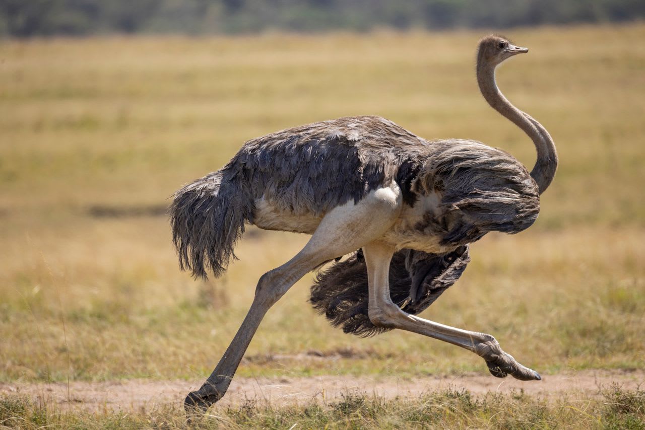 【写真】走る能力を発達させたダチョウ