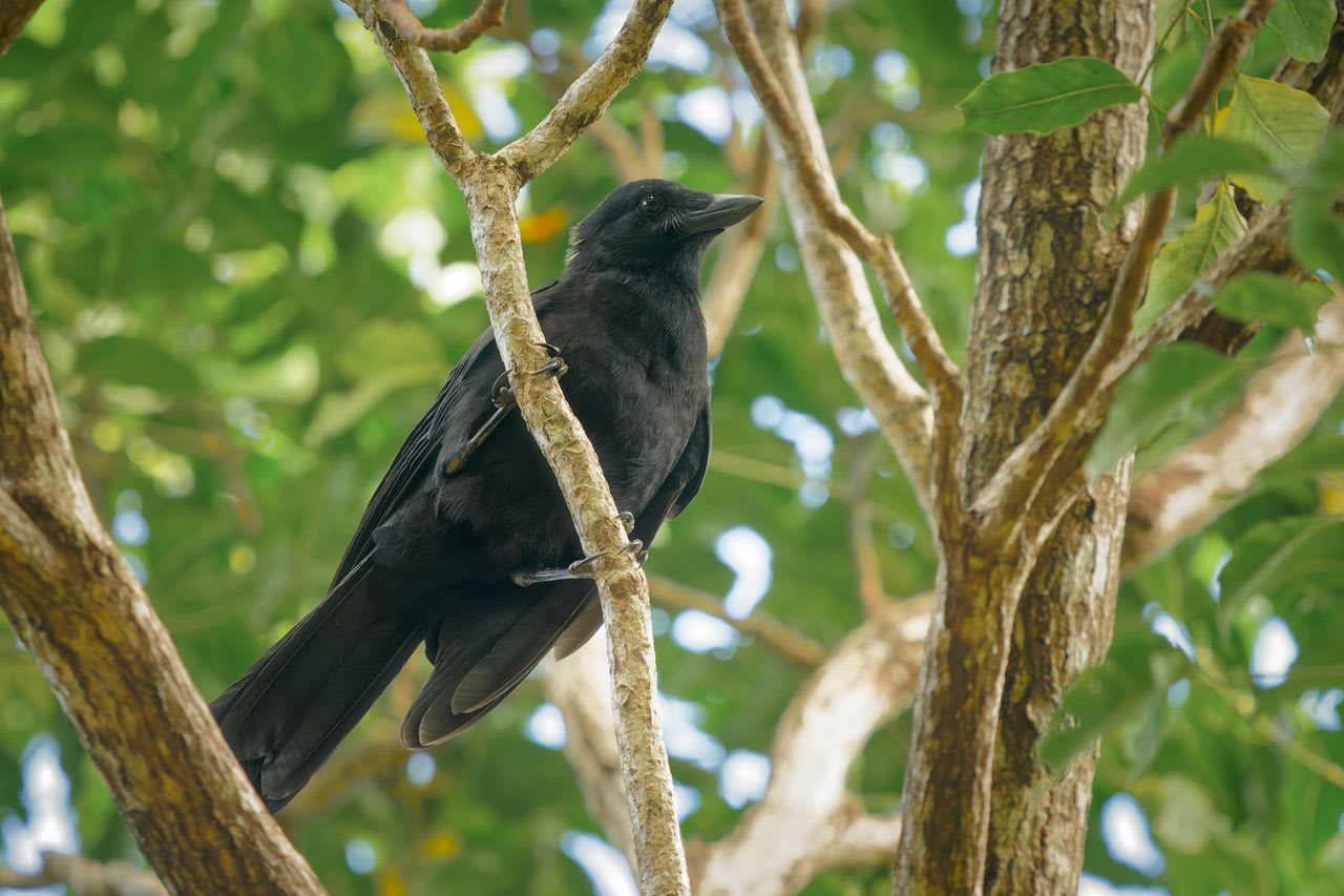 【写真】カレドニアガラス