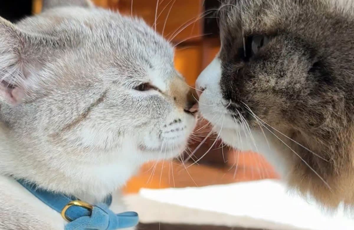 威嚇しまくりだった青い瞳の野良猫「くうちゃん」。家猫になって1年後 