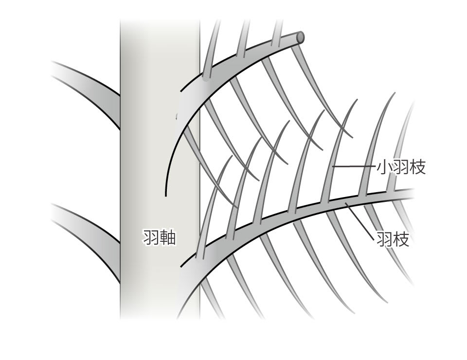 【図】羽毛（正羽）の構造