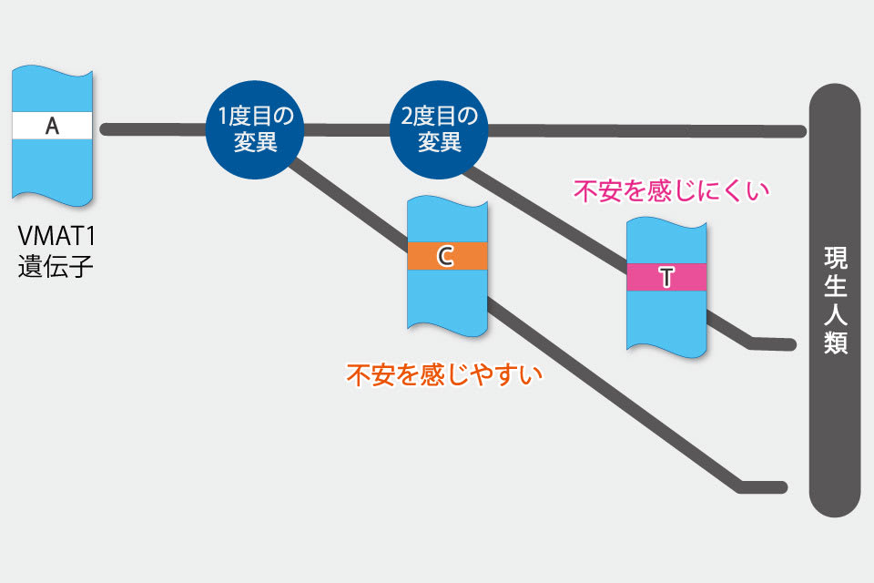 【図】MAT1という遺伝子の変異と進化