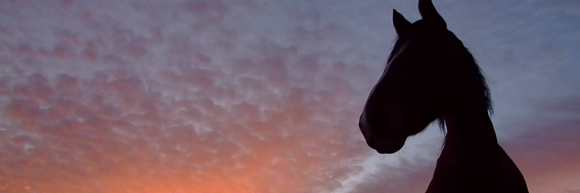 マイネル軍団の謎　自筆サイン　岡田繁幸 マイネル軍団の謎◇流星社