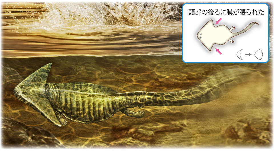 ディプロカウルス 化石 ディプロカウルス 化石 - メルカリ