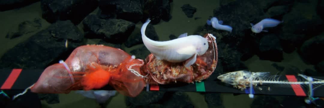 深海の生態系は、まだ1％もわかっていない！鯨の亡骸が海底でつくる