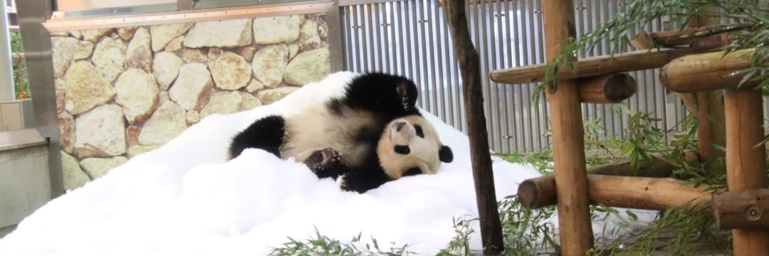 わずか75gの超々未熟児から「社長」に昇格したパンダって？（神戸万知