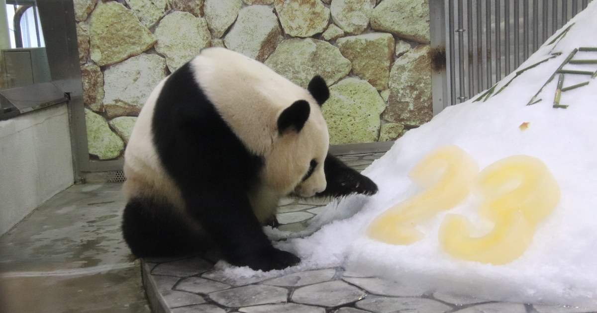 まさしく「パンダ界が誇る美女パンダ」！“超未熟児”だった彩浜（さい