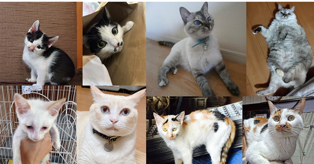 本当に同じ猫ちゃん!? 家猫になって表情や目つきが変化「保護猫