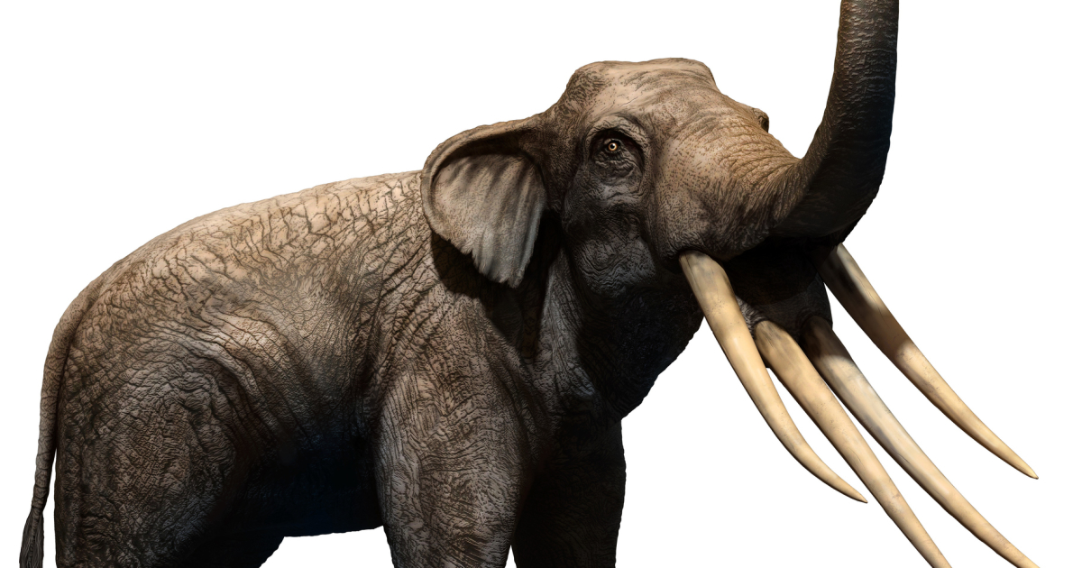 希少】プラティベロドンの歯の化石 象の祖先 ゾウの祖先「驚愕の面構え