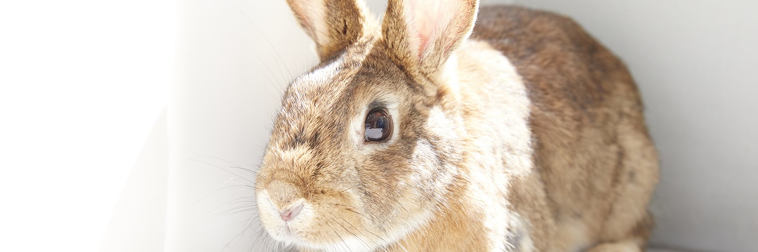 コロナ禍でレスキューされたミックスカラーの美人ウサギ「むずちゃん