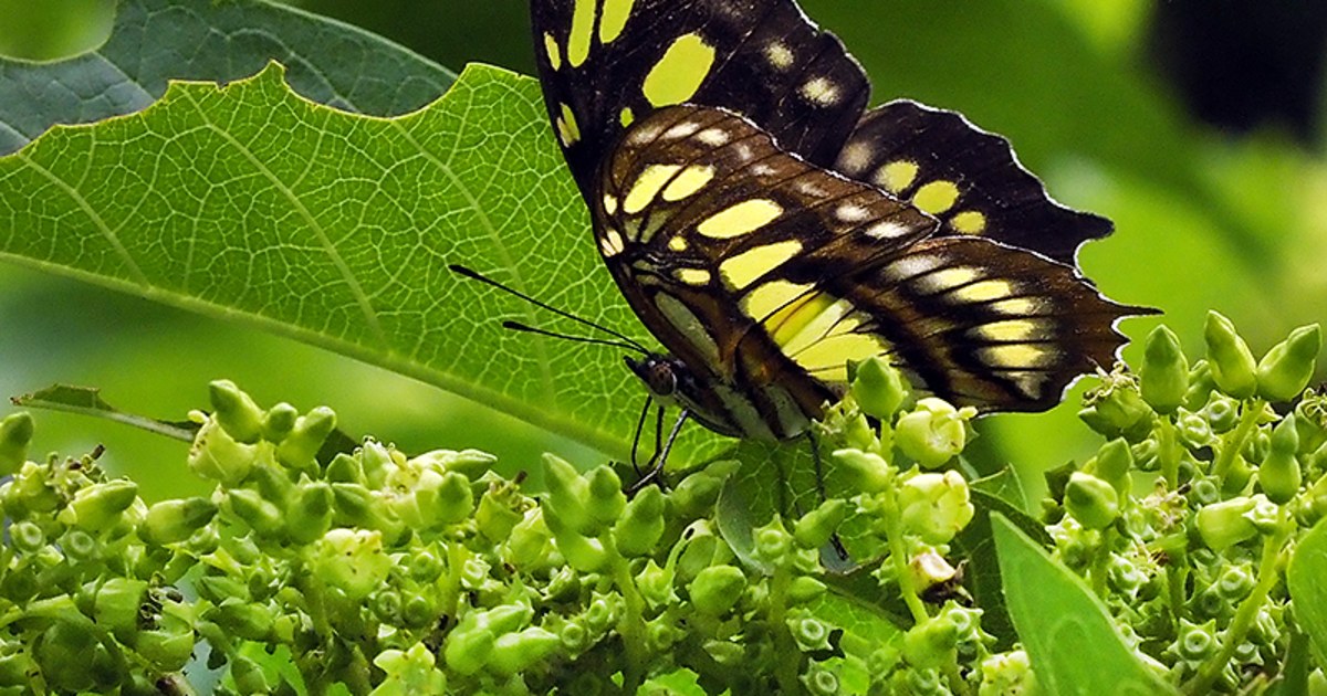 今まで誰も気づかなかった…世界的に有名な蝶の「はね」に隠された驚き
