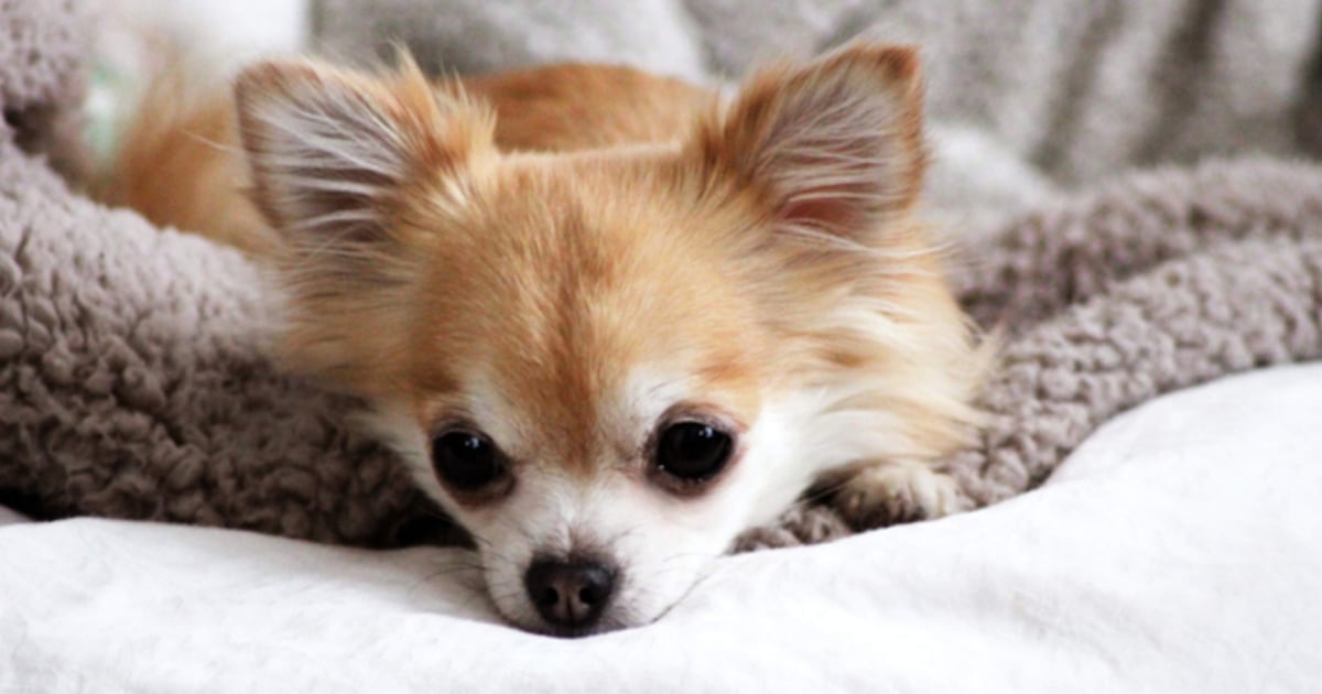 ♡断捨離チワワ♡様用 アザレ オーデコロン PreciousRoseおまとめ購入 チワワ 単体購入可【5種のフィギュアコレクション】 - atelier ROZY