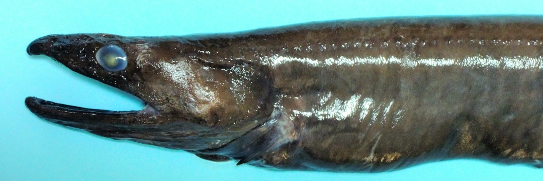 スーパーに並ぶ「穴子」の意外な正体 もしかすると別種の「深海魚