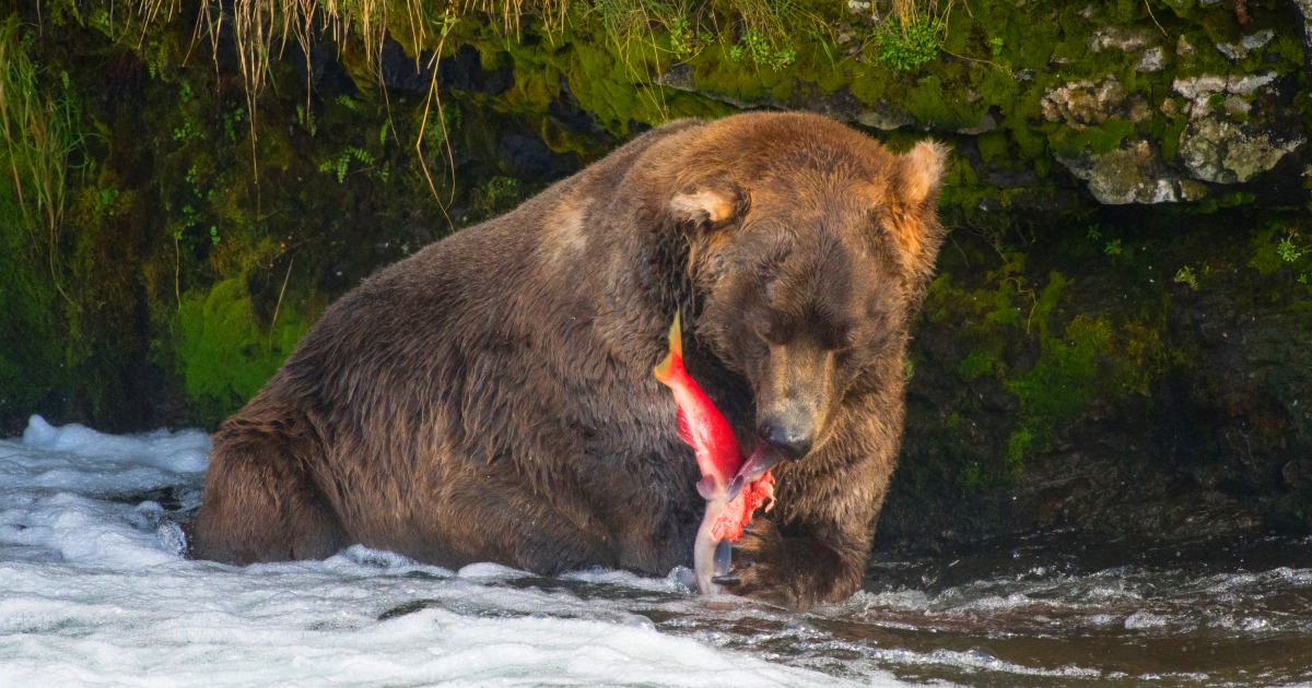 3週間明かされなかった、忍者ヒグマ「OSO18」の捕獲…唐突な幕引きと
