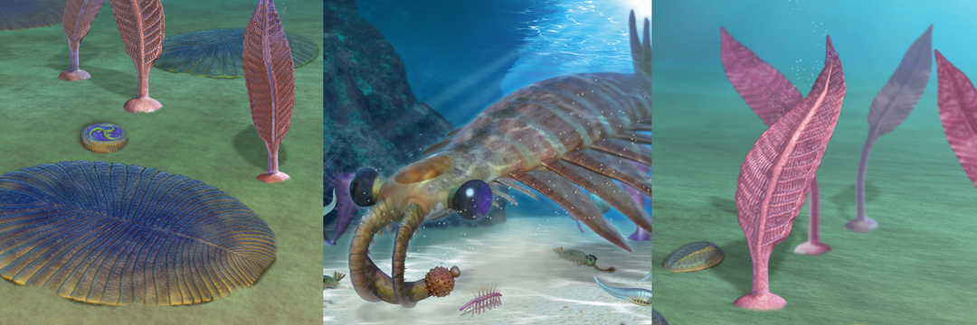 巨大なアノマロカリスの化石 美麗 関山動物群 本物保証 27ミリ級！化石